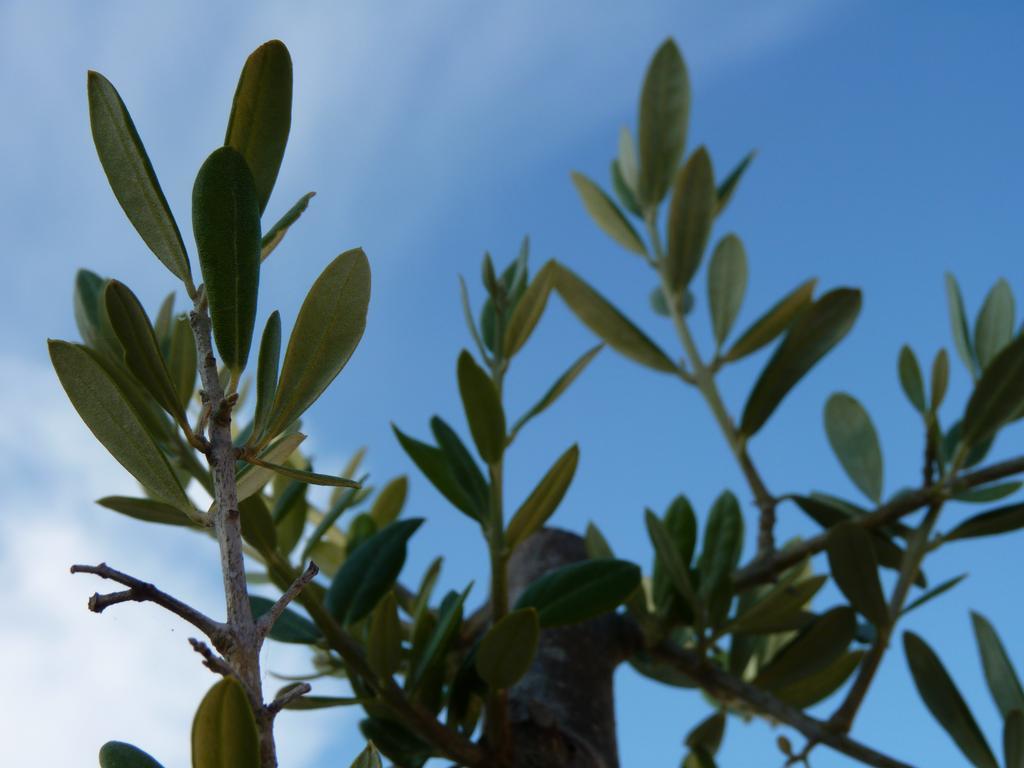 Casal Das Oliveiras Setúbal Esterno foto